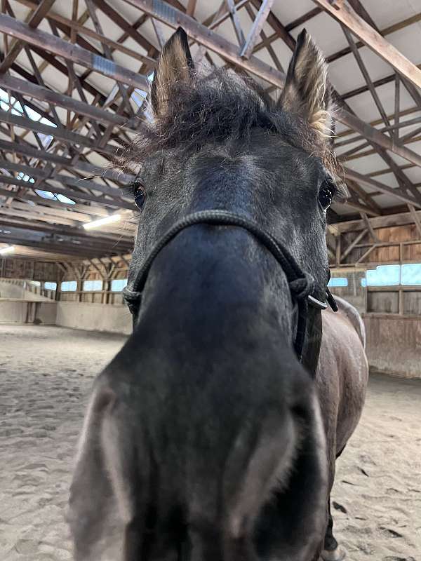 comfortable-gaits-friesian-horse