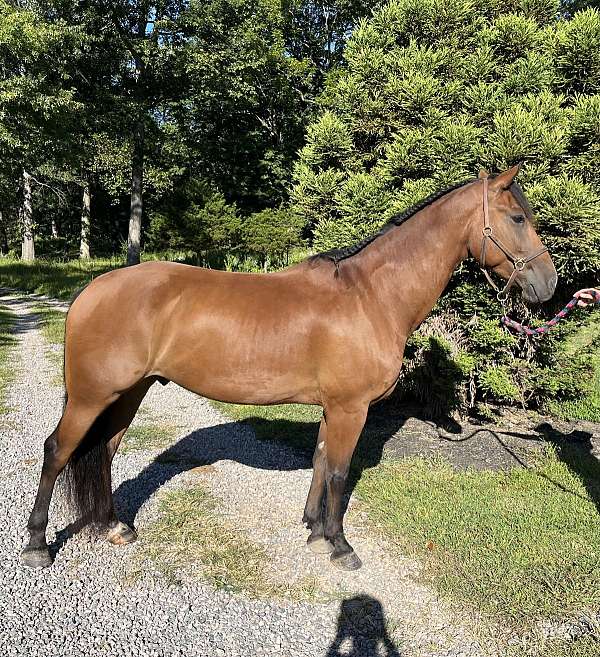 friesian-gelding