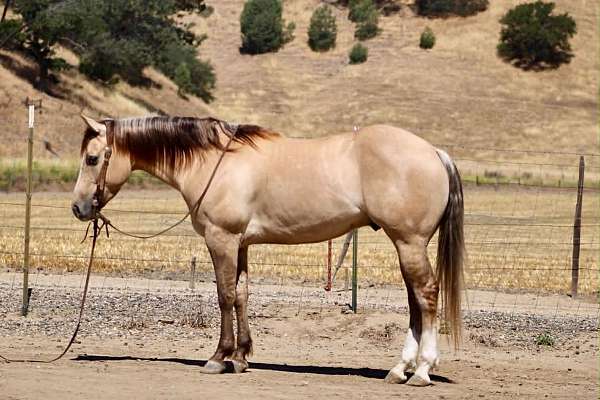 all-around-quarter-horse
