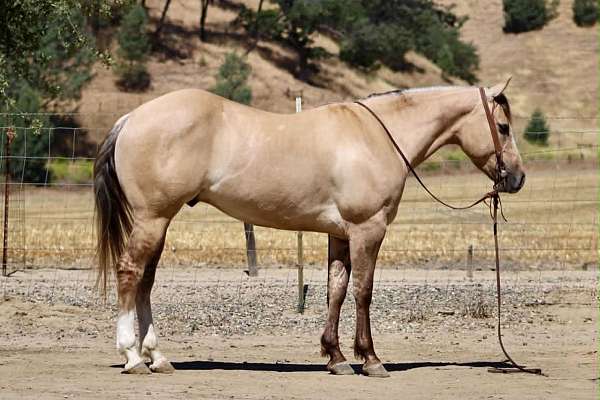 athletic-quarter-horse