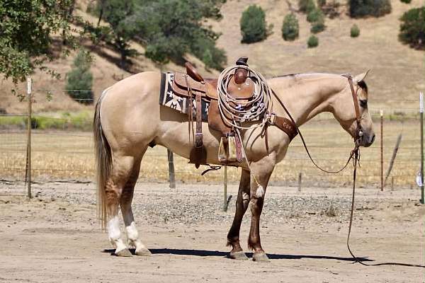 endurance-quarter-horse