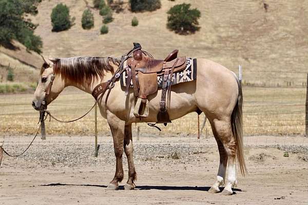 flashy-quarter-horse