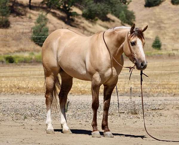 husband-safe-quarter-horse