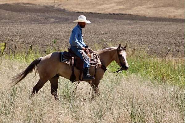 performance-quarter-horse