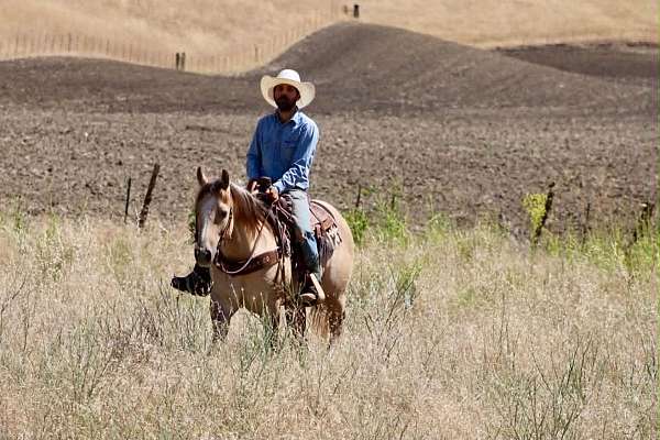 ranch-quarter-horse
