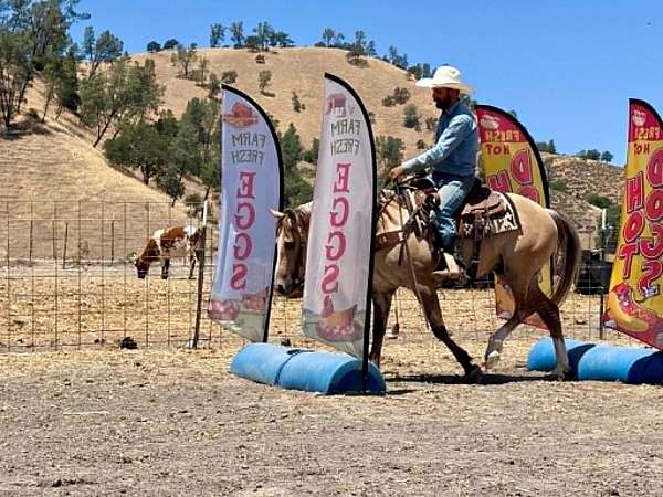 ranch-versatility-quarter-horse