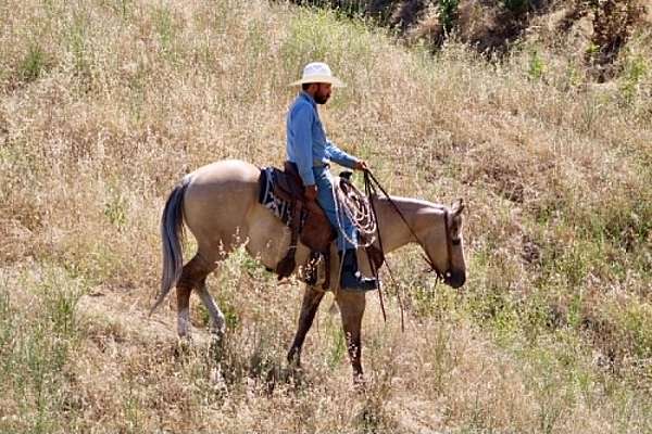 ranch-work-quarter-horse