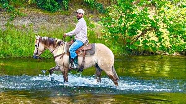 ridden-western-quarter-horse
