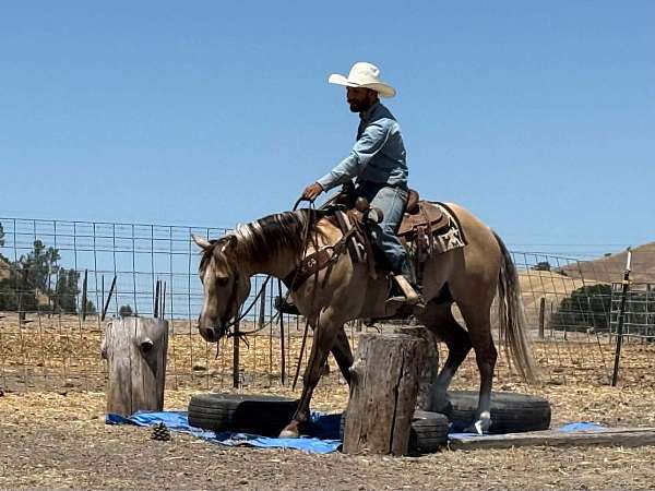 roping-quarter-horse