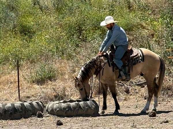 trail-quarter-horse