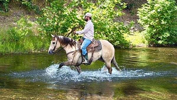 trail-riding-quarter-horse