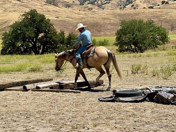western-riding-quarter-horse
