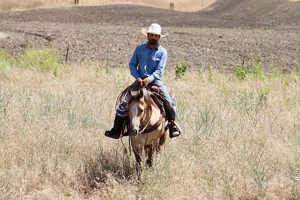 working-cattle-quarter-horse