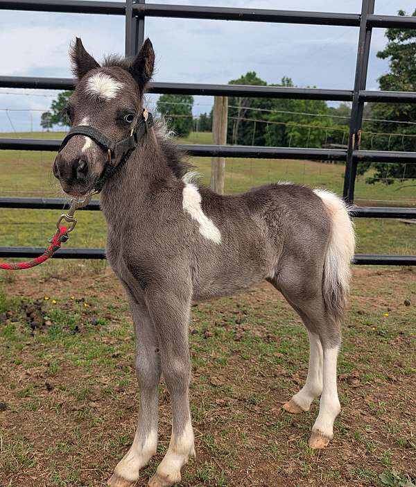 pony-colt