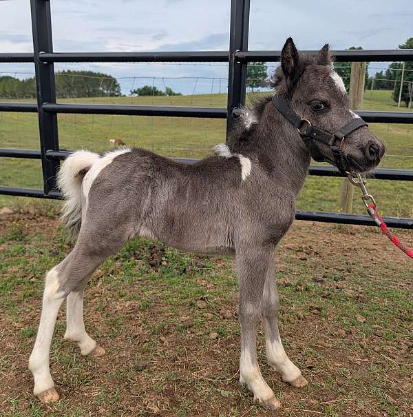 pony-for-sale