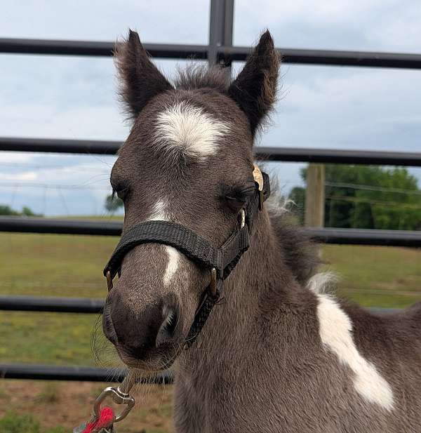 pony