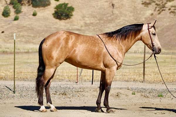 all-around-quarter-horse
