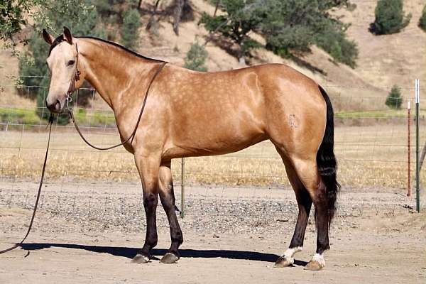 athletic-quarter-horse