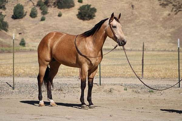 beginner-quarter-horse