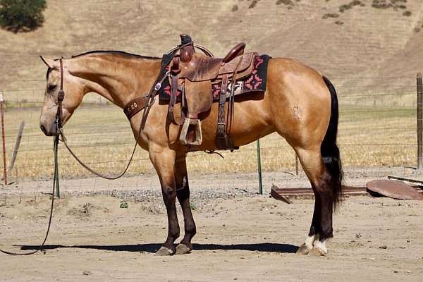 dappled-quarter-horse