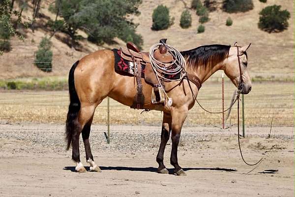 endurance-quarter-horse
