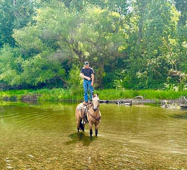 experienced-quarter-horse