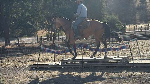 flashy-quarter-horse