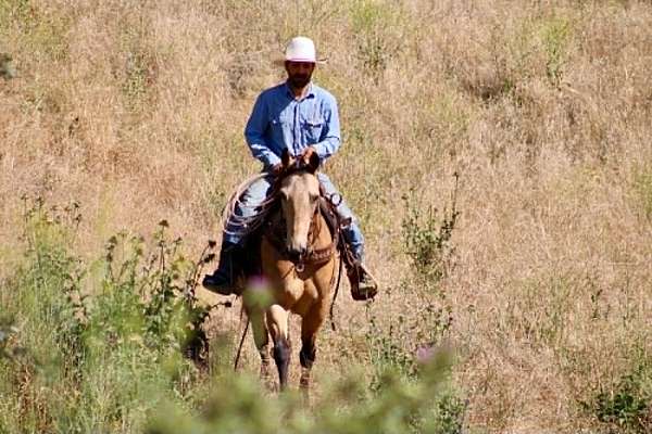 husband-safe-quarter-horse