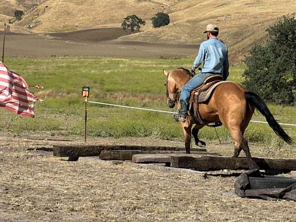 kid-safe-quarter-horse