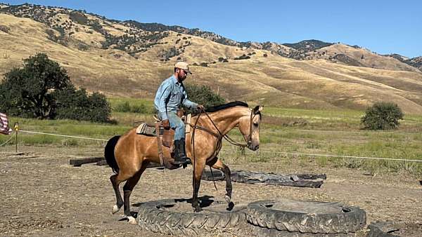 performance-quarter-horse