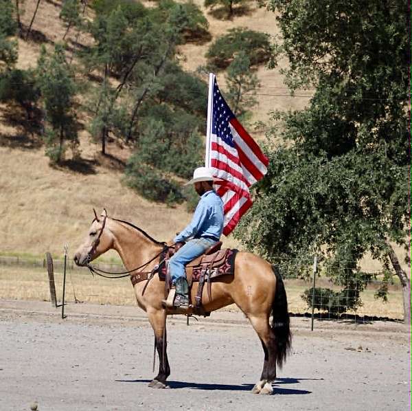 ranch-quarter-horse