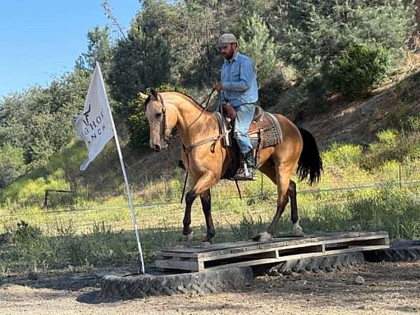 ranch-versatility-quarter-horse