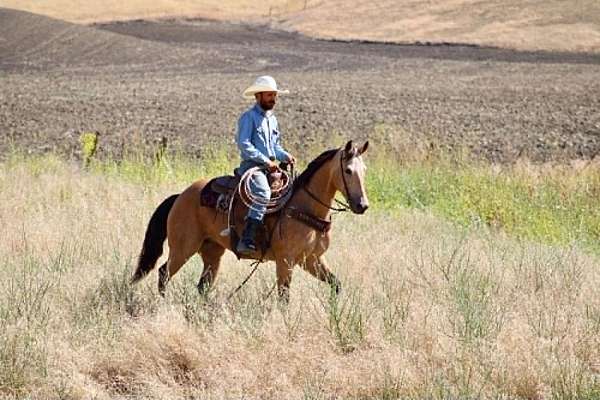 ranch-work-quarter-horse