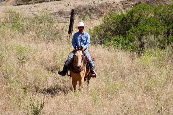 trail-quarter-horse