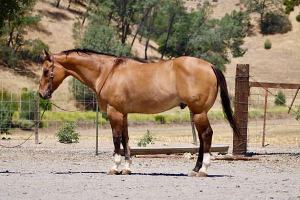 all-around-quarter-horse