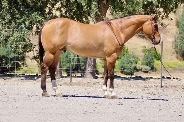 athletic-quarter-horse