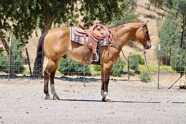 beginner-quarter-horse