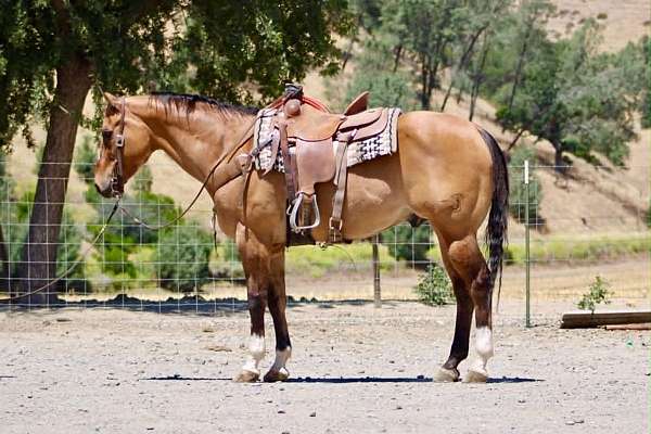 endurance-quarter-horse