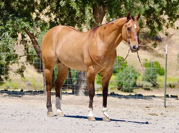 experienced-quarter-horse