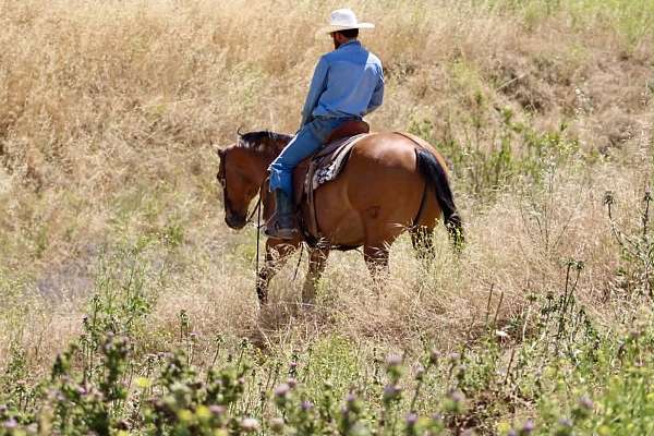 flashy-quarter-horse