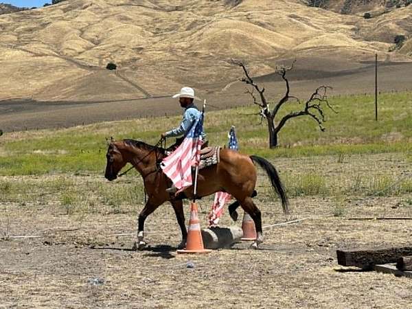 husband-safe-quarter-horse