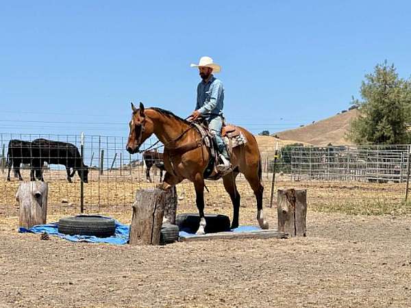 kid-safe-quarter-horse