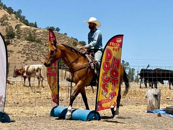 ranch-quarter-horse