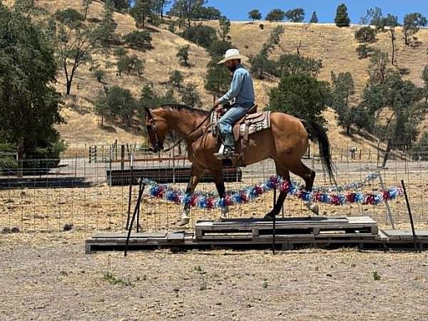 ranch-versatility-quarter-horse