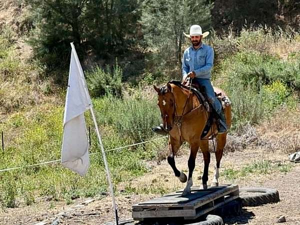 ranch-work-quarter-horse