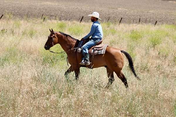 reined-cow-quarter-horse