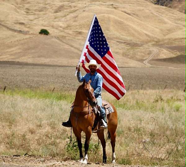 ridden-western-quarter-horse
