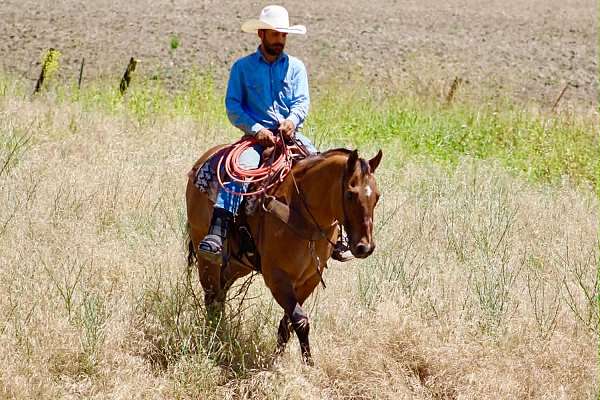roping-quarter-horse