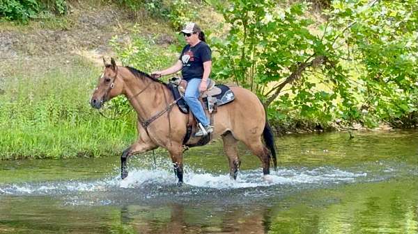 trail-quarter-horse