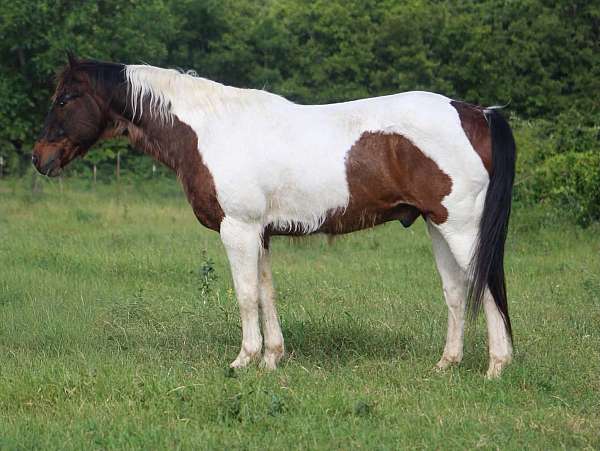 all-around-paint-horse